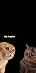 #Chatty Cats Jokes#Get your daily dose of cat humor