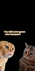 #Chatty Cats Jokes#Get your daily dose of cat humor