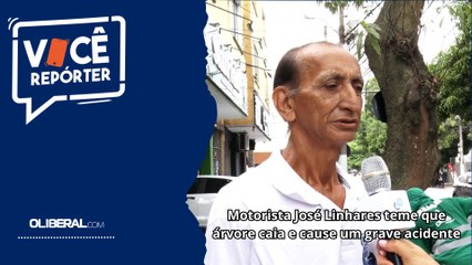 Motorista José Linhares teme que árvore caia e cause um grave acidente