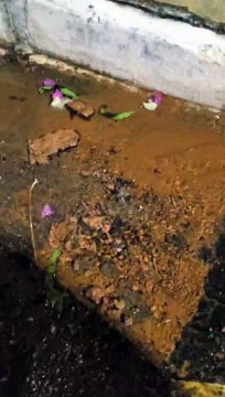 Vazamento de água limpa preocupa moradores de Vicente Pires há mais de 10 dias