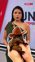 ¿Por qué se está hablando de la ardilla Peanut en los EEUU a tal punto de que su sorpresivo destino se entrometió en las últimas horas de la campaña electoral?