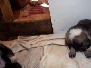 17.04.08.chiots ina 001video (1)