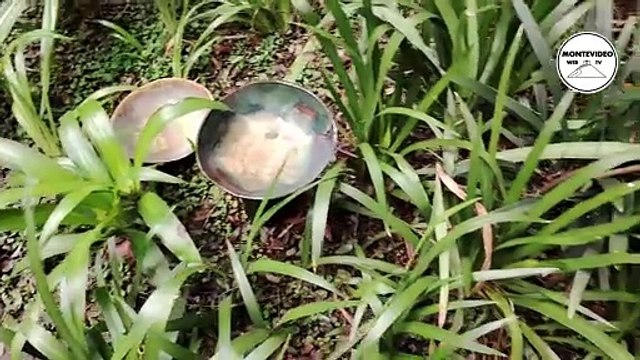 Discovering Folk Art at the José Hernández Museum