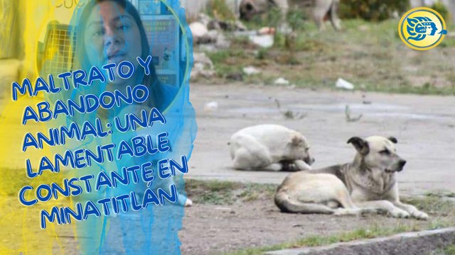 Maltrato y abandono animal: una lamentable constante en Minatitlán