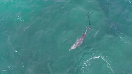 제주에서 폐그물에 걸린 돌고래 또 발견 / YTN