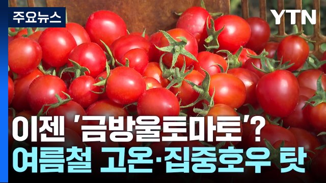 이제는 金방울토마토?...소비자도 식품업체도 '울상' / YTN