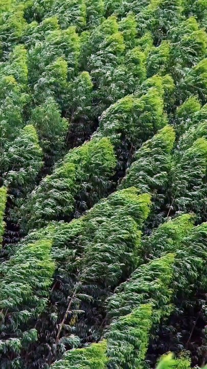 The beautiful bamboo forest scenery comes from China