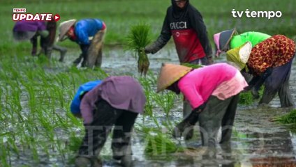 Pemerintahan Prabowo Bakal Cetak Sawah 500 Ribu Hektare di Kalimantan Selatan