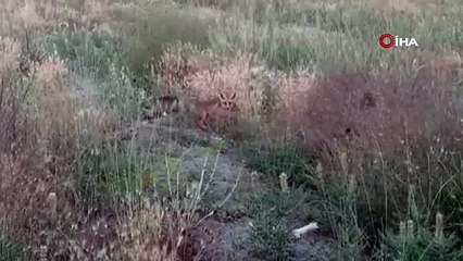 İki minik yavru tilki annelerini böyle bekledi