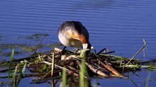 The Red-Necked Grebe Close Up HD Footage (Podiceps grisegena)