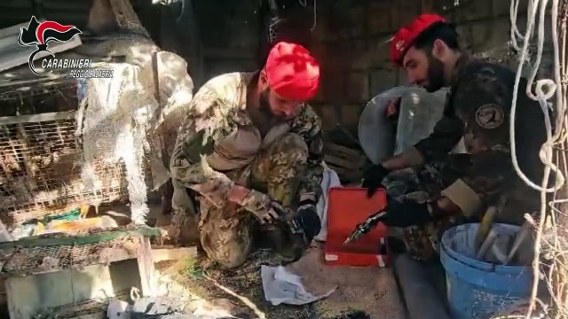 Sei sorelle e un arsenale: kalashnikov, tritolo e bombe carta in un terreno del Reggino