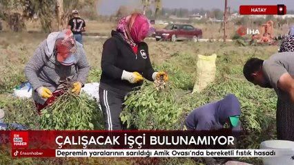 Hatay'da fıstık hasadı: Çalışacak işçi bulamıyorlar