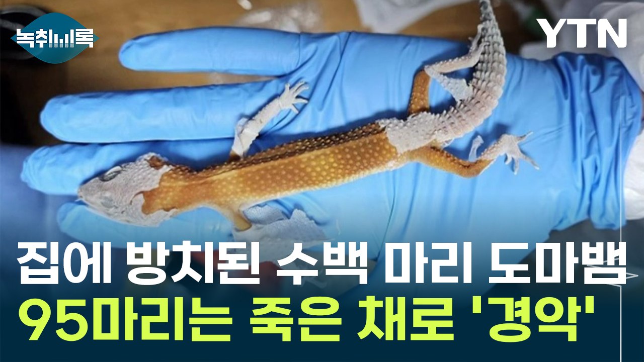 집에 방치된 수백 마리 도마뱀 '경악'...95마리는 죽은 채로 발견 [Y녹취록] /...