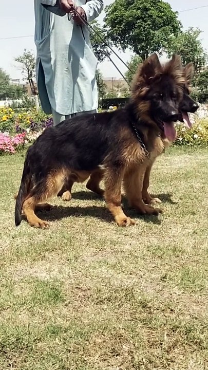 German Shepherd long Coat puppies #dog