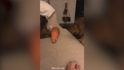 Adoptan a un cachorro callejero y la reacción de este Golden Retriever te llegará al corazón