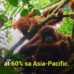 Ano ang epekto sa mundo ng pagbagsak ng bilang ng wildlife population? | Need To Know