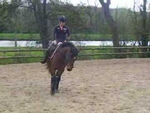 poupette dressage reculé