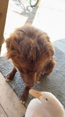 Unlikely Friendship: Heartwarming Bond Between a Dog and a Duck 🐶🦆