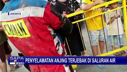 Momen Tim Rescue Damkar Papanggo Selamatkan Anak Anjing Terjebak di Saluran Air Penuh Lumpur