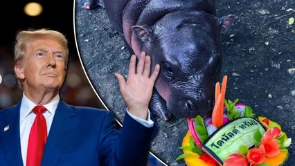 Hà mã con Moo Deng nổi tiếng tiên đoán ông Trump thắng cử Tổng thống Mỹ