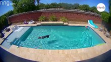 Überwachungskamera filmt Hund im Garten und verrät sein überraschendes Geheimnis (Video)