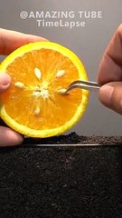 Growing_Orange_Tree_from_seed_#timelapse_#plants(360p).mp4