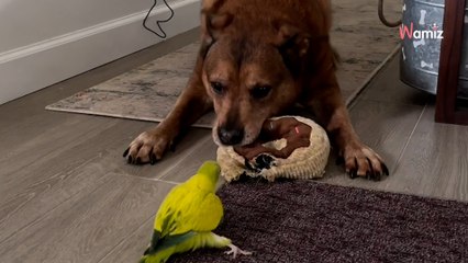 Watch: Parrot raised with dogs thinks he's one of them
