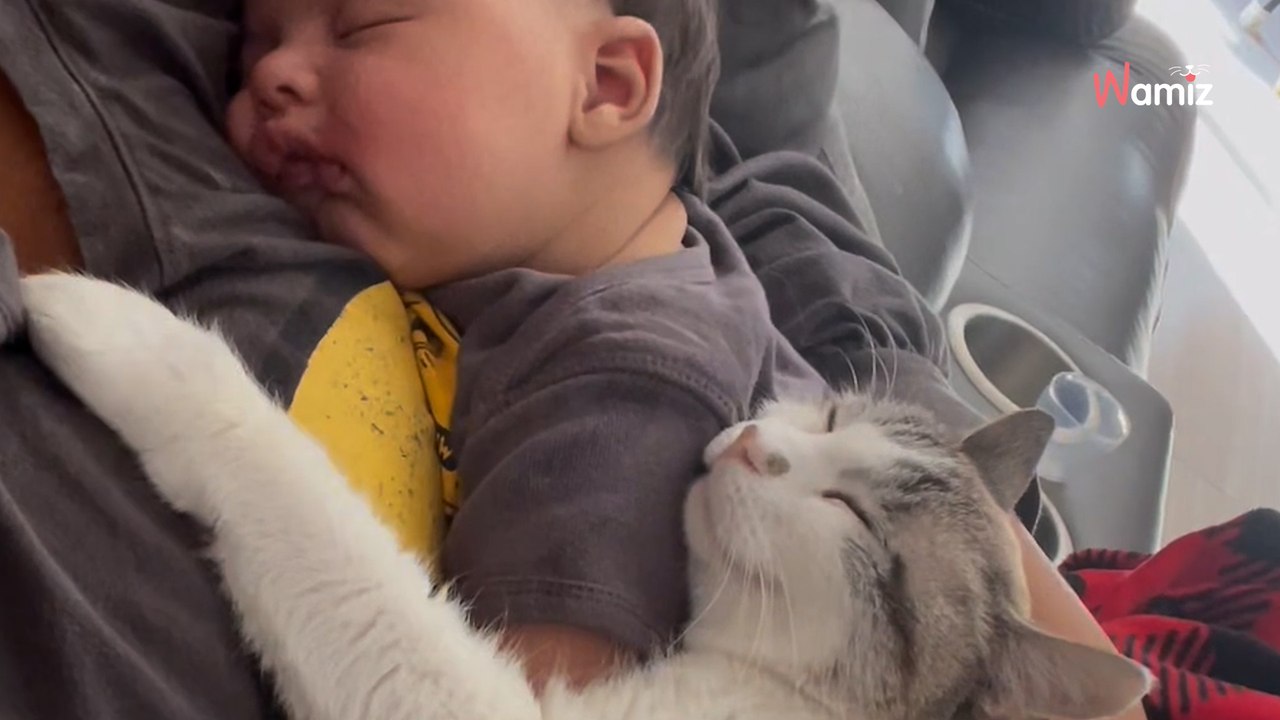 Couple introduce newborn baby to cat; what happens next melts everyone's heart