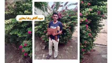 فضائی آلودگی سے پاک ماحول