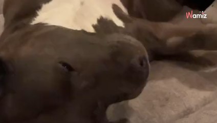 Gasta más de 600 € en el veterinario: cuando escucha el diagnóstico cree que es una broma (vídeo)