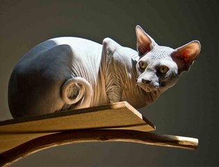 Eläinlääkäri Listaa 4 Kissarotua, Joita Kenenkään Ei Pitäisi Omistaa 🐱