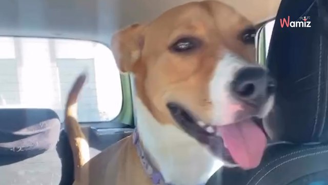 Par deux fois, une chienne est renvoyée au refuge : les bénévoles se mobilisent pour lui trouver une famille