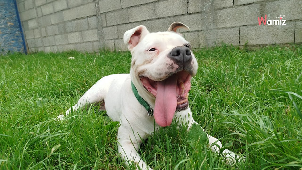 Cette chienne a connu l'enfer avant d'arriver au refuge, et depuis un an, elle attend son miracle