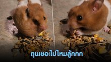 เอ็นดู แฮมสเตอร์น้อยเก็บอาหาร จนกระพุ้งแก้มแทบระเบิด