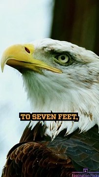 The Majestic Hunting Skills of Bald Eagles!