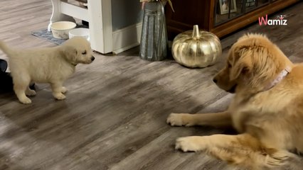 Golden Retriever entdeckt ein Hundebaby: Was folgt ist pure Magie!