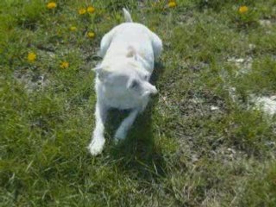 Vanie dans la prairie