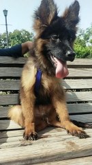 German Shepherd long Coat puppy #short