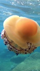 CURATION CAM - La méduse oeuf au plat