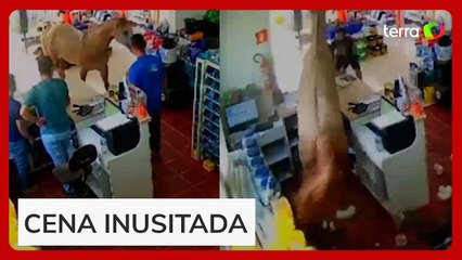 Cavalo ‘invade’ loja, derruba prateleiras e assusta funcionários no RS