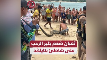 ثعبان ضخم يثير الرعب على شاطئ بتايلاند