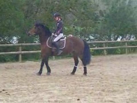 poupette dress reculé puis départ au galop