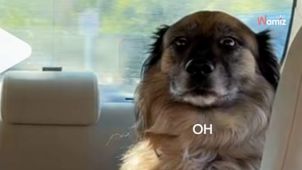 Elle doit ruser pour emmener son chien chez le vétérinaire : 2,3M de personnes s'écroulent de rire devant sa tactique (vidéo)