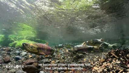 Somondan sakeye: Niigata'nın sürdürülebilir gastronomisinin tadını çıkarıyoruz