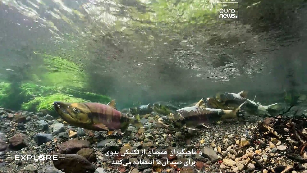 از ماهی سالمون تا ساکی: لذت بردن از غذای پایدار در استان نیگاتا ژاپن