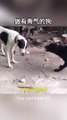 Be a dog with backbone #funnyvideos #funnyanimals #funnypets