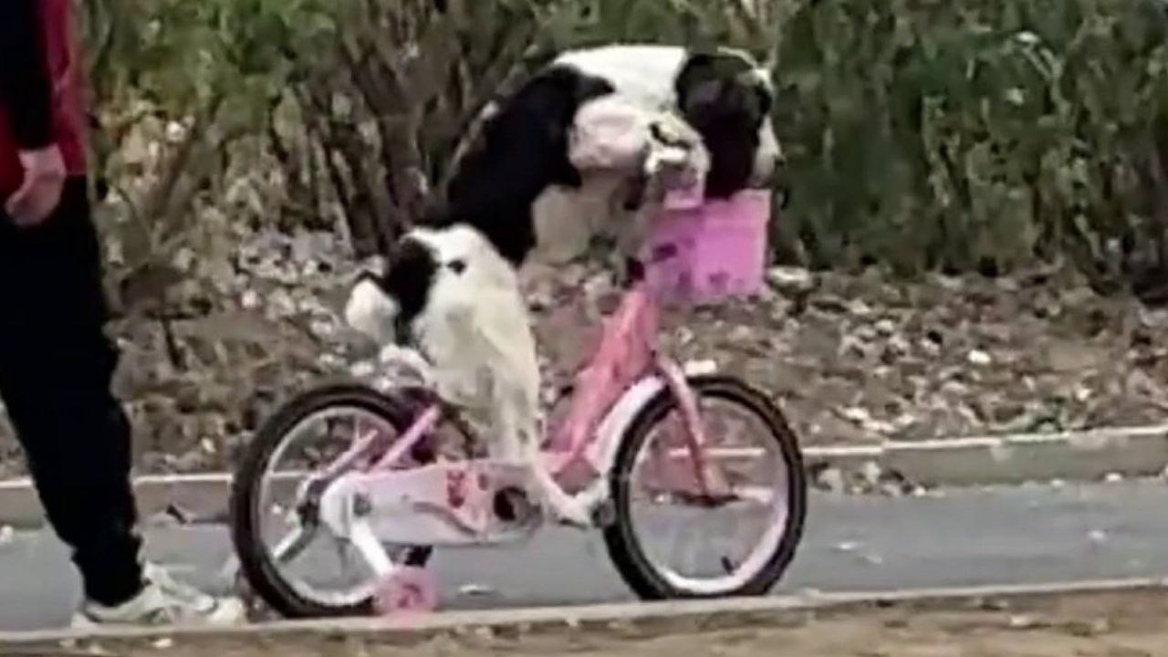 Bizarrer Moment, in dem Hund beim Fahrradfahren entdeckt wurde