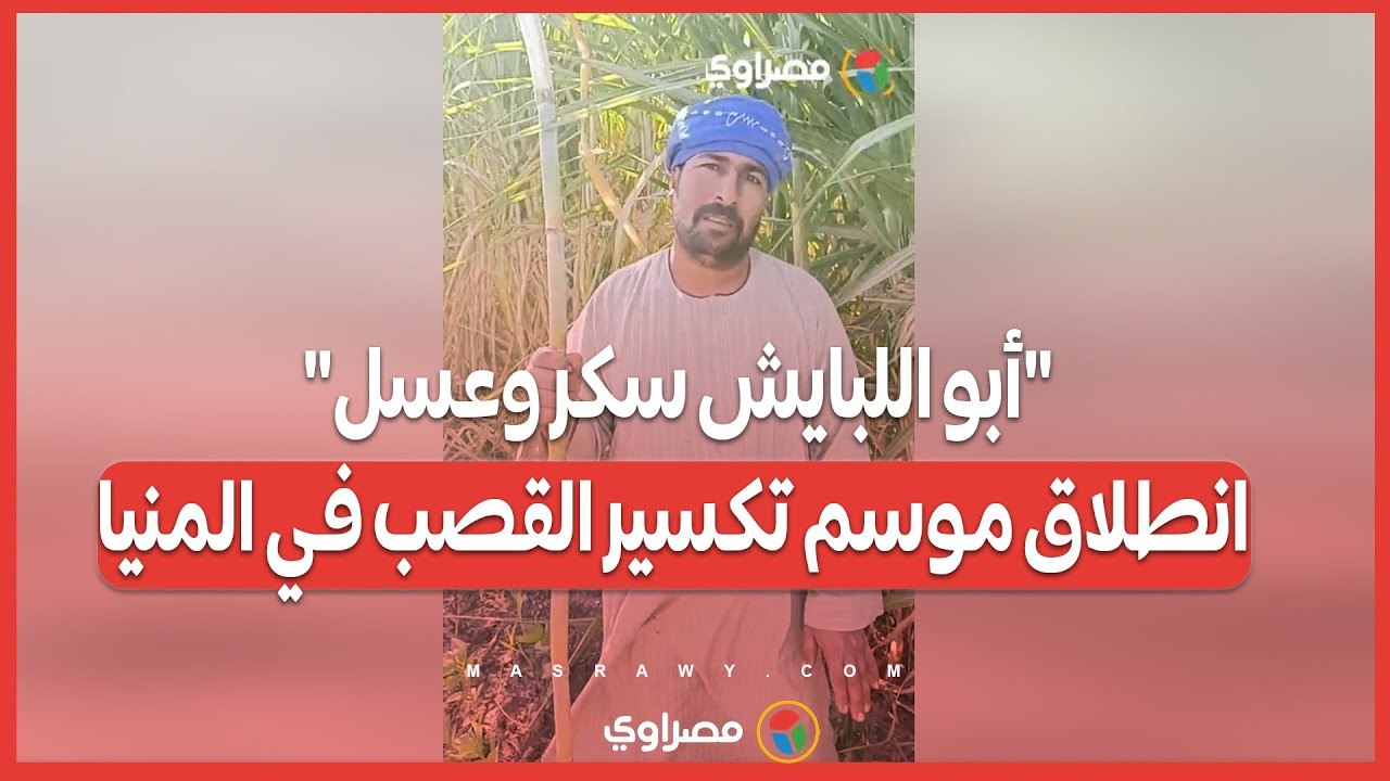 "أبو اللبايش سكر وعسل".. انطلاق موسم تكسير القصب في المنيا
