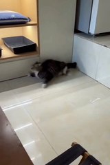 Funny cute animals  #funnycat​ #catmemes​ #cat​  #funny​  #cat​  #dog​  #funnycats​  #funnydogs​  #funnyanimals​  #funnyvideos​  #cutecat​  #cuteanimals​  #cutedog​  #catvideos​  #dogvideo​  #funny​  #cutecat​  #pets​