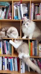 Holy Trinity of Slaps